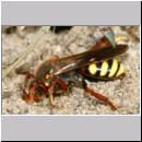 Nomada lathburiana w01a oeffnet ein Vaganest.jpg